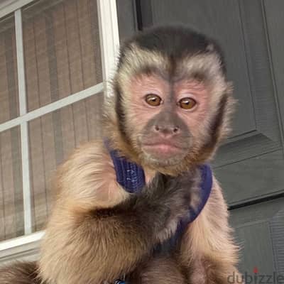 Capuchin monkeys// Whatsapp +97455937699