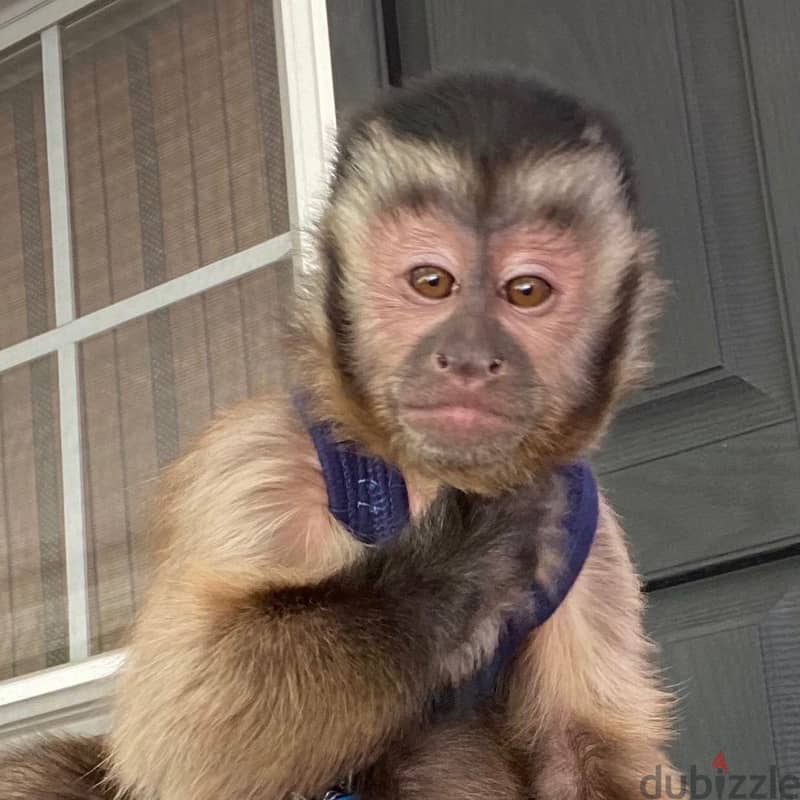 Capuchin monkeys// Whatsapp +97455937699 0