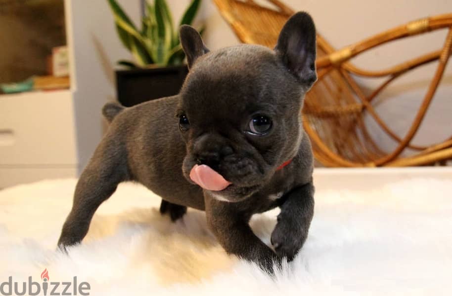 English Bulldog Puppies 0