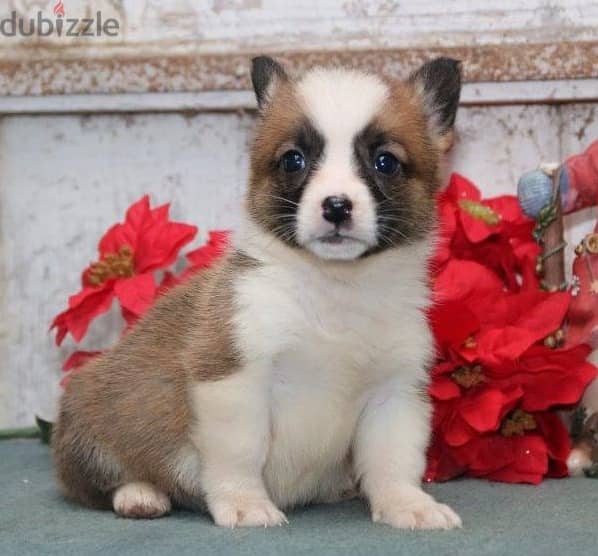 Whatsapp Me +966588993320 Corgi Pembroke Puppies 0