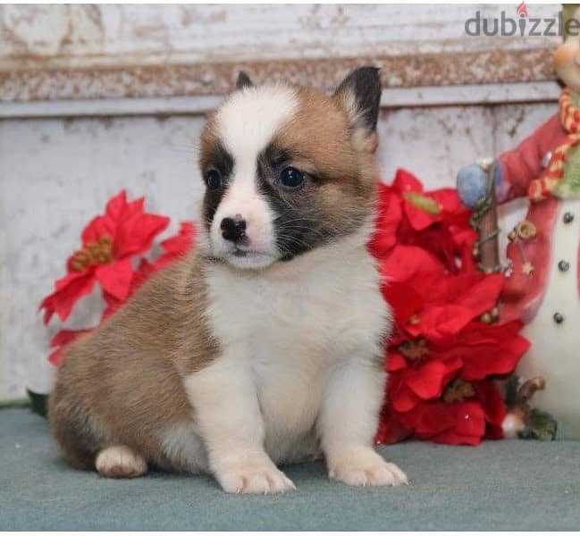 Whatsapp Me +972555074990 Corgi Pembroke Puppies 0