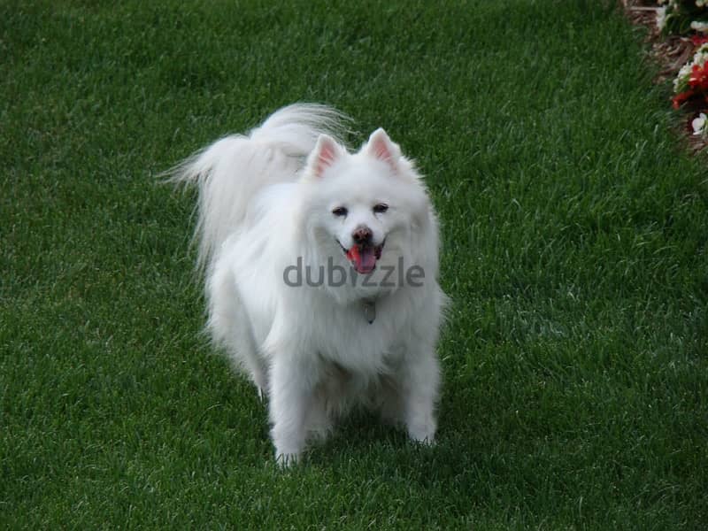 American Eskimo puppy 0