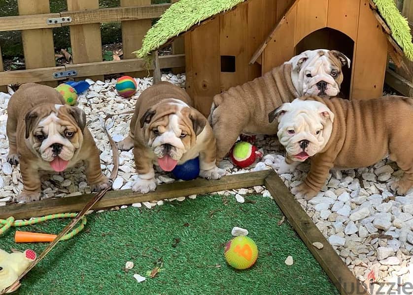 English Bulldog Puppies for Sale | WhatsApp : ( +237 6 72 68 67 03 ) 0