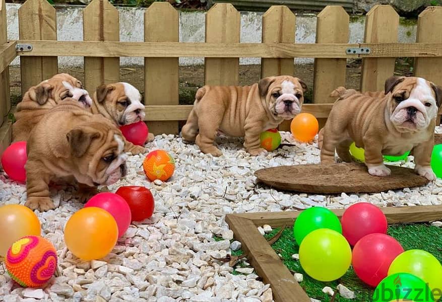 English Bulldog Puppies for Sale | WhatsApp : ( +237 6 72 68 67 03 ) 2