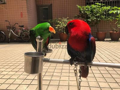 Eclectus