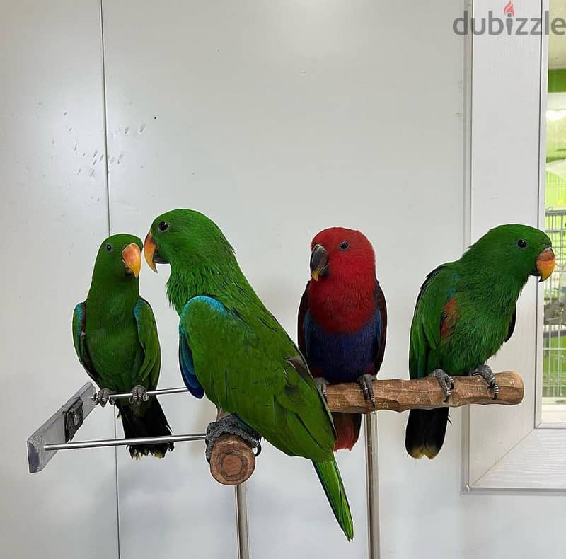 Eclectus Parrots For Sale | WhatsApp me : +237 6 72 68 67 03 1