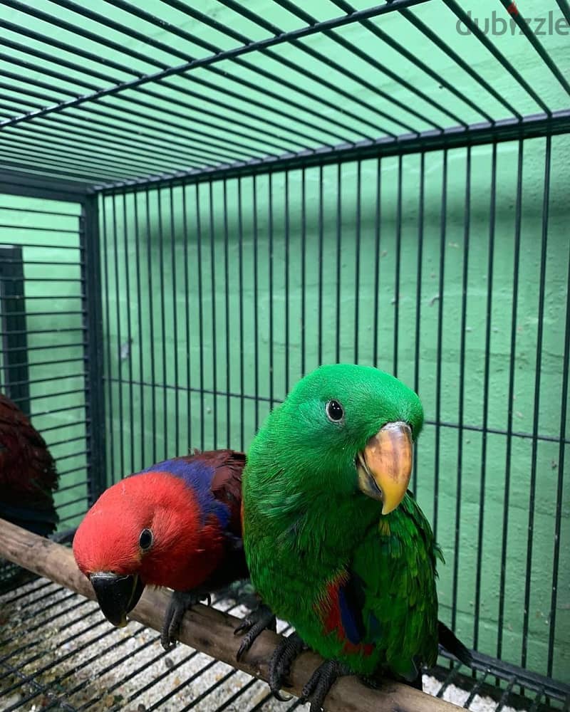 Eclectus Parrots For Sale | WhatsApp me : +237 6 72 68 67 03 2