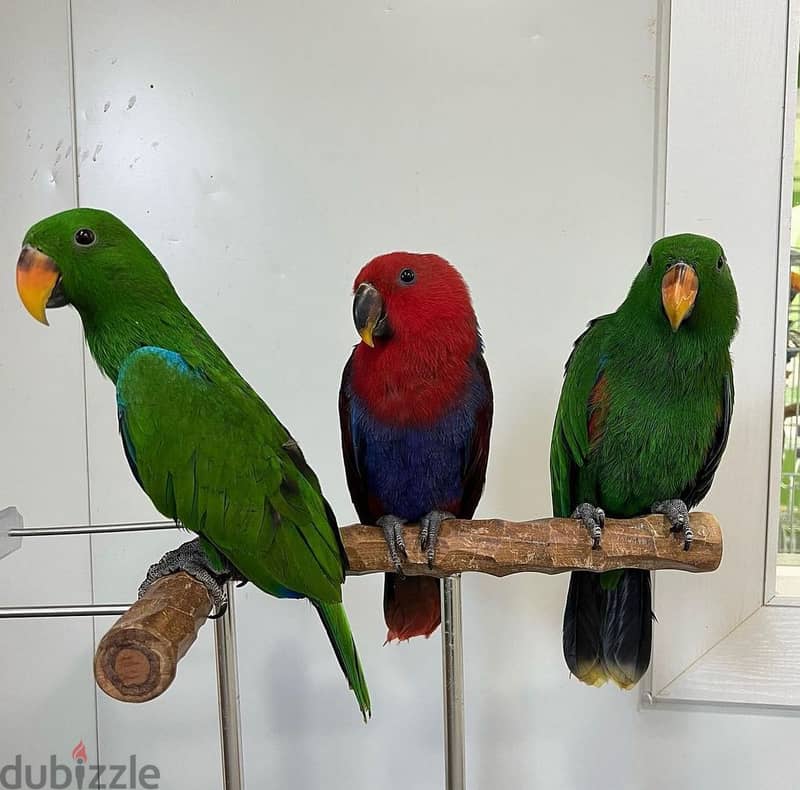 Eclectus Parrots For Sale | WhatsApp me : +237 6 72 68 67 03 3