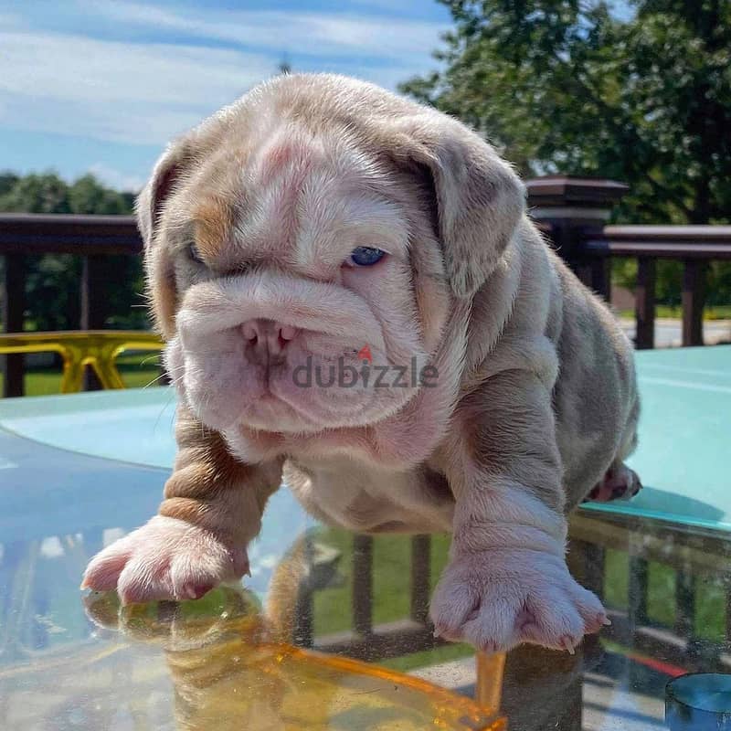 English Bulldog Puppies 0