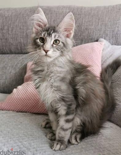 Whatsapp Me +972555074990 Maine Coon Cats 1