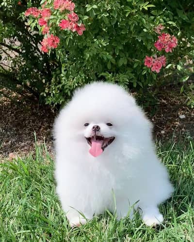 Pomeranian