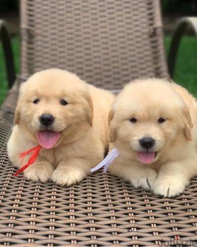 Golden Retriever// Whatsapp +97455937699