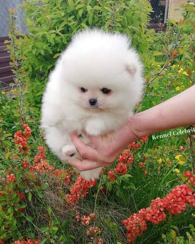 Pomeranian puppies// Whatsapp +97455937699