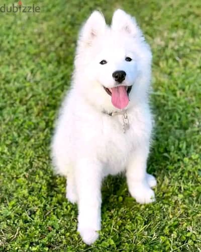 Samoyed