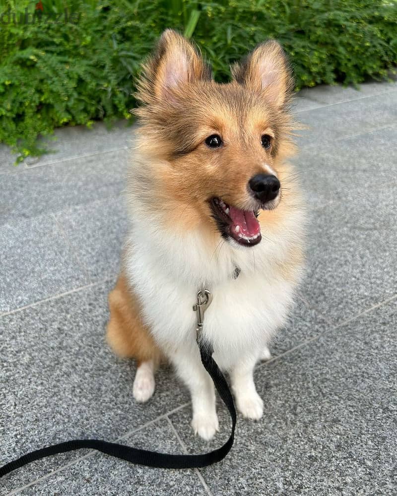 Shetland Sheep dog available Whatsapp +974 5579 6963 0