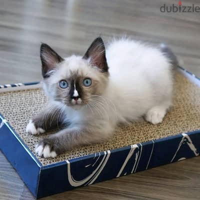 Ragdoll kitten available Whatsapp +974 5579 6963