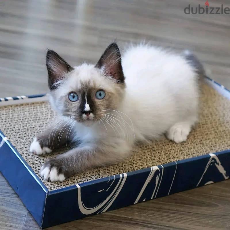 Ragdoll kitten available Whatsapp +974 5579 6963 0