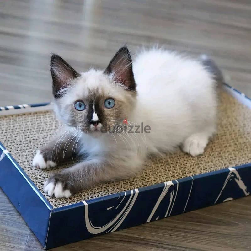 Ragdoll kitten available Whatsapp +974 5579 6963 0