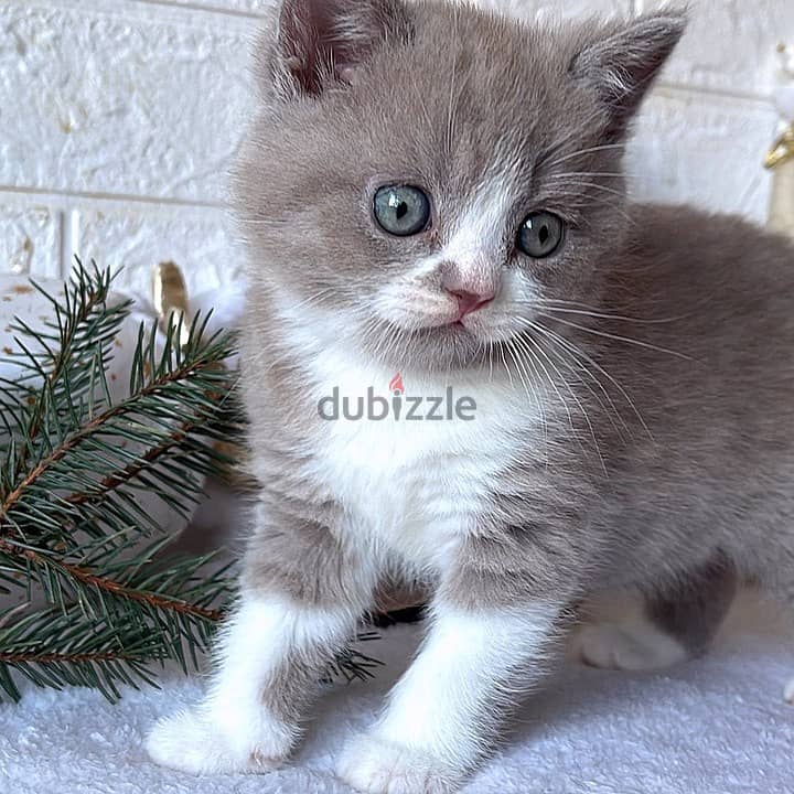 Stunning British Shorthair Cats 0