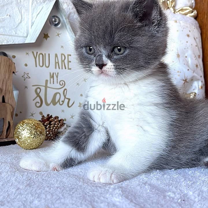 Stunning British Shorthair Cats 1