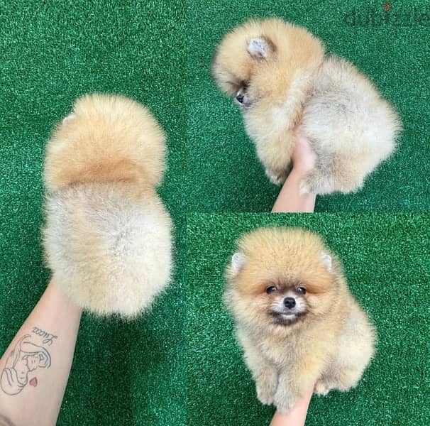 Cream Female Pomeranian for sale 0