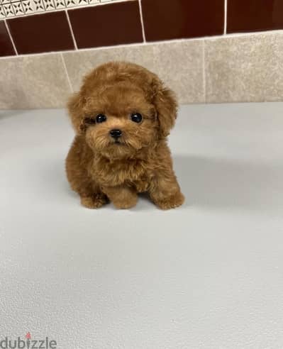 Mini Female Poodle for sale