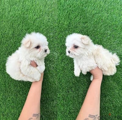 Male Maltese puppy for sale