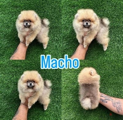 Male Pomeranian puppy for sale