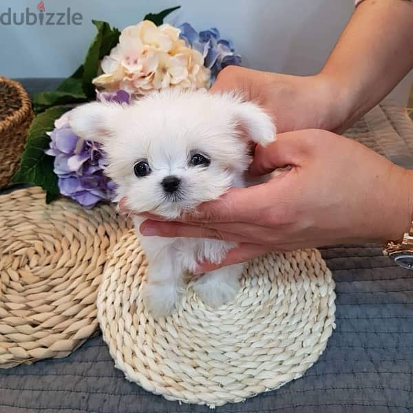 Bichon Maltese puppy for sale 0