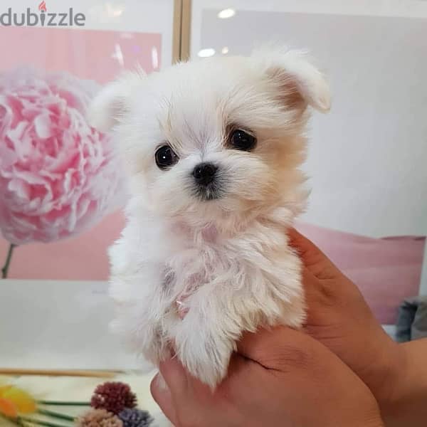 Bichon Maltese puppy for sale 1