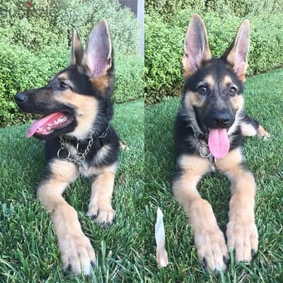 Shothair German Shepherd for sale