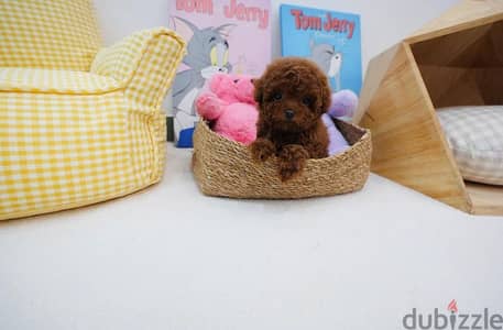 Mini Female poodle for sale