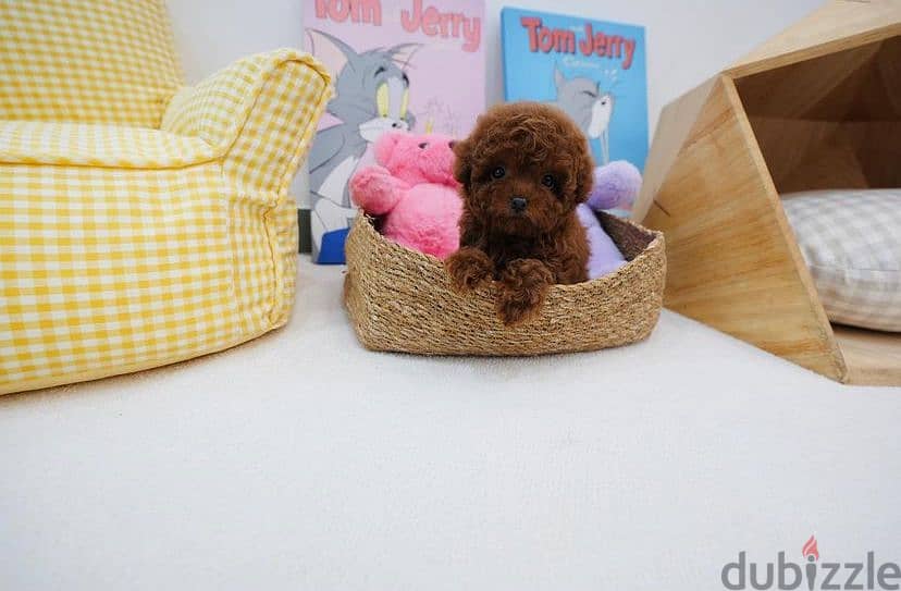 Mini Female poodle for sale 0