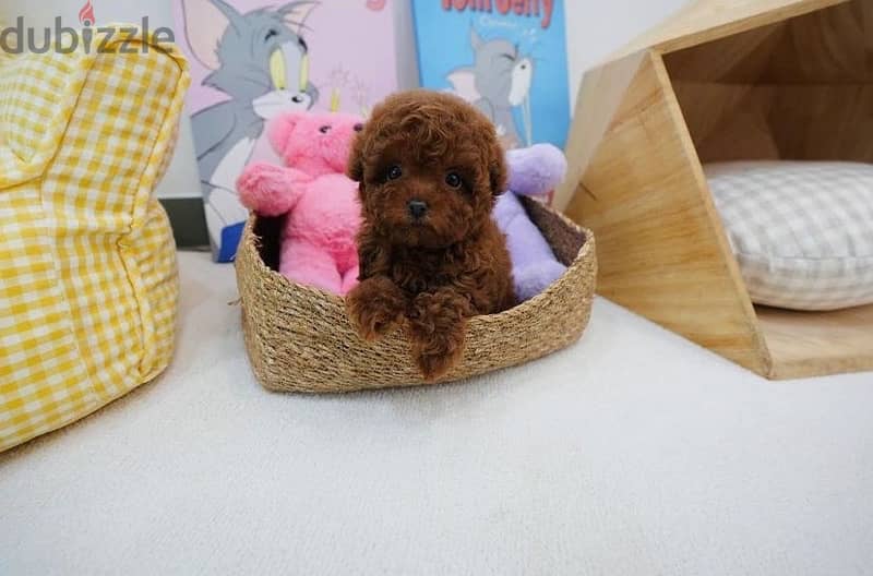 Mini Female poodle for sale 1