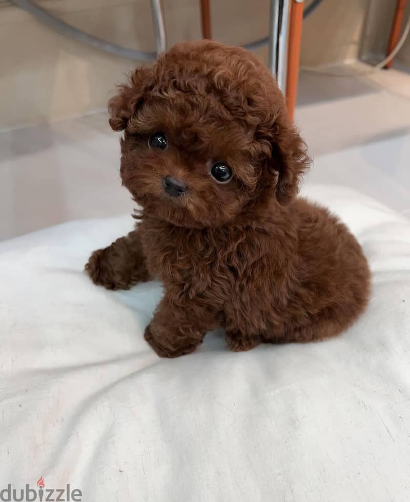 Tcup female poodle for sale 0