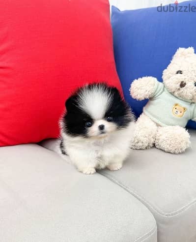 Tcup Pomeranian for sale