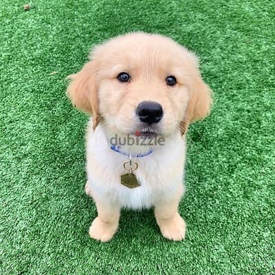 Golden retriever for sale