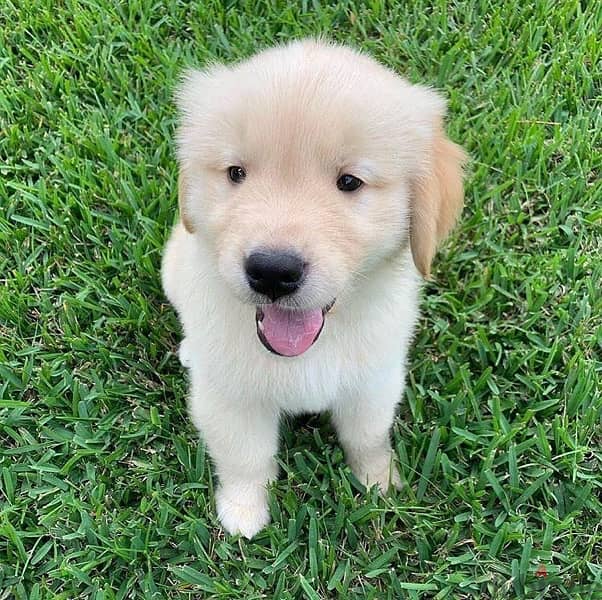 Golden retriever for sale 1