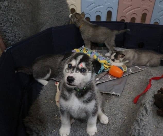 Whatsapp Me +966588993320 Siberian Husky Puppies 1