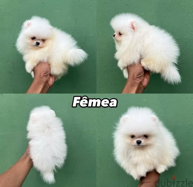 White Purebred Pomeranian for sale 0