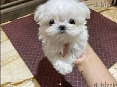 Male Bichon  Maltese for sale