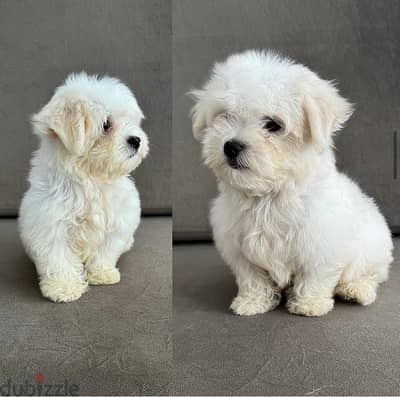 Female Maltese puppy