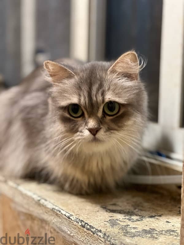 Scottish fold and Persian 0