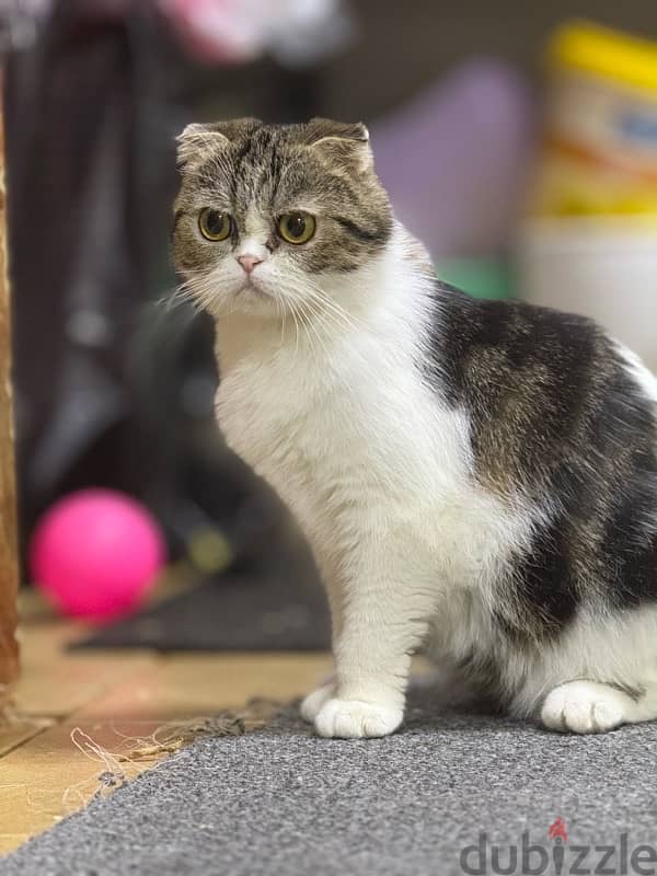 Scottish fold and Persian 3