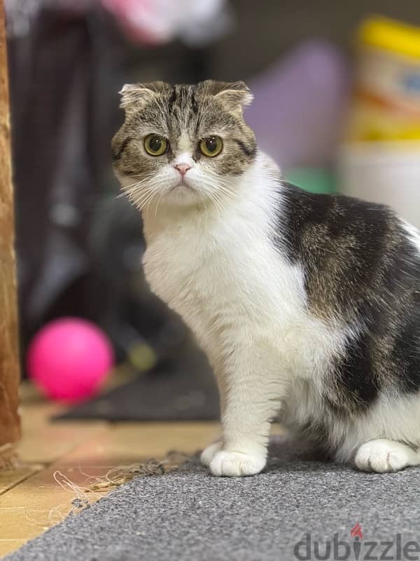 Scottish fold and Persian 4