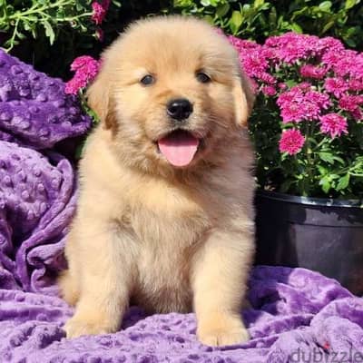 Male Golden Retriever  puppy