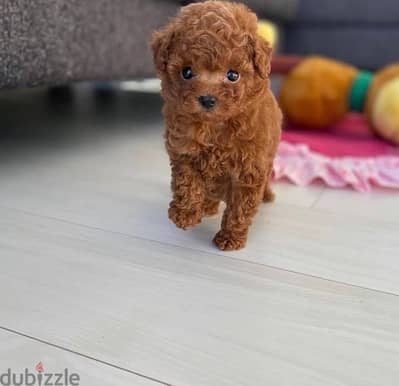 Playful  Female Poodle puppy