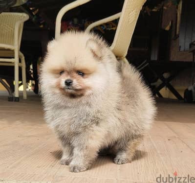 Amazing  Female Pomeranian puppy