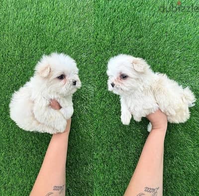 Female Bichon Maltese