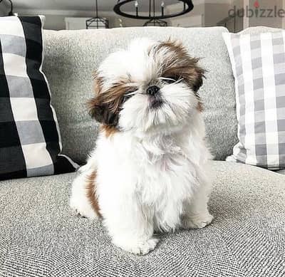 Shih Tzu puppies// WhatsApp +97455792932